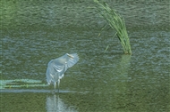 ڹⲶ