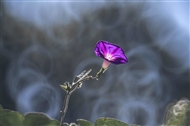 ǣţ