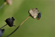 ¶